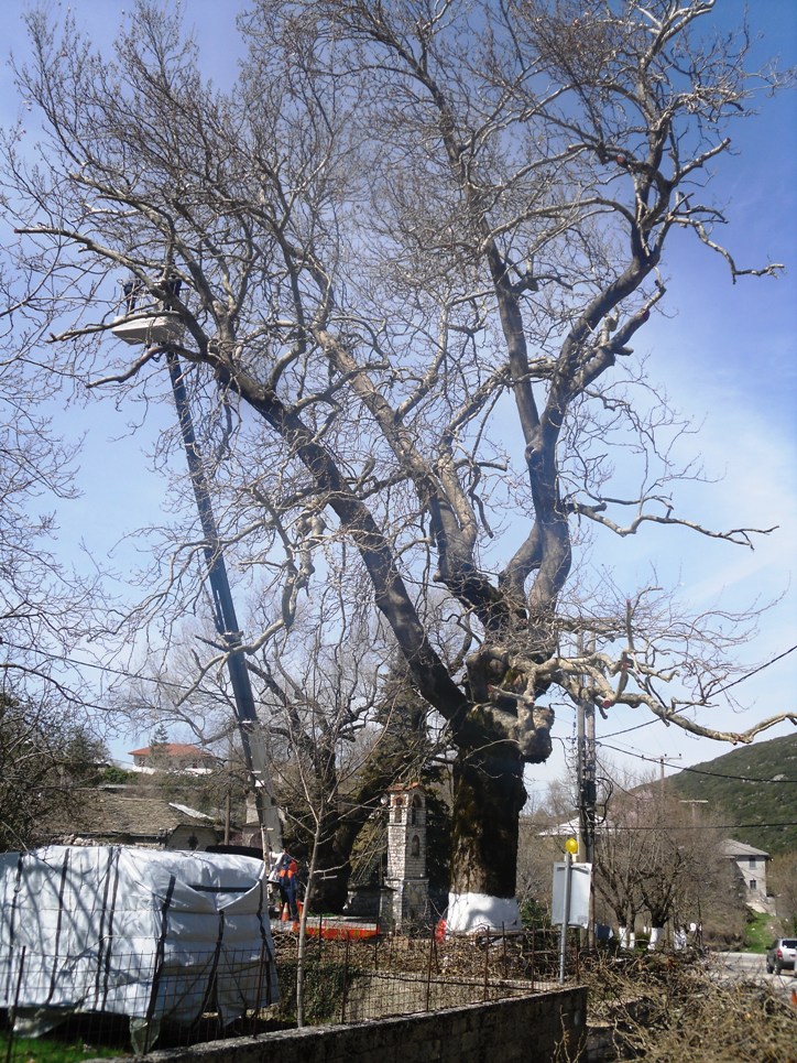 ΚΛΑΔΕΜΑ ΠΛΑΤΑΝΩΝ